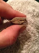 ImageUploadedByTreasureNet.com1470105261.830548.webp