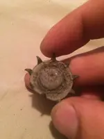 ImageUploadedByTreasureNet.com1468897954.816816.webp