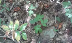 Ginseng3.webp