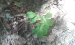 Ginseng4.webp