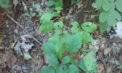 Ginseng5.webp