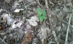 Ginseng9.webp
