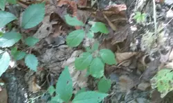 Ginseng12.webp