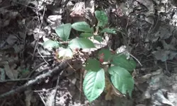 Ginseng13.webp