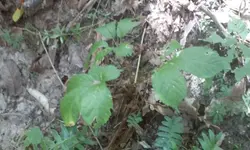 Ginseng14.webp