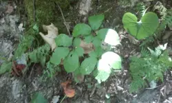 Ginseng20.webp