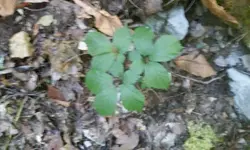 Ginseng19.webp