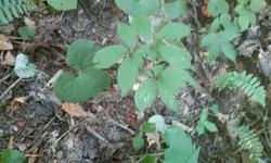 Ginseng18.webp