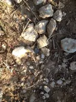 ImageUploadedByTreasureNet.com1470911004.463393.webp