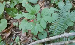 Ginseng16.webp