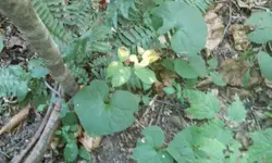 Ginseng15.webp