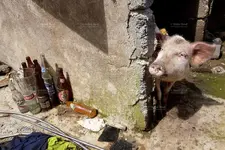 020-Philippines-Eastern-Samar-Hernani-Aftermath-Typhoon-Haiyan-Pig-Glass-bottles-Waste-2013.webp