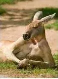 roo2.webp
