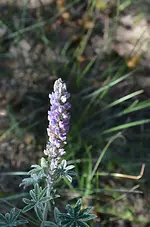 lupine2.webp