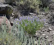 lupine.webp lupine.webp