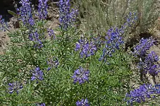 lupine1.webp