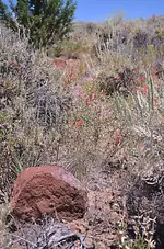 Paint bush2.webp Paint bush2.webp