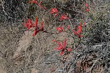 Paint bush.webp