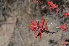 Paint bush1.webp