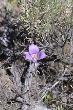 flower1.webp