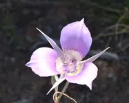 flower2.webp