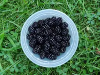 DSCN3699.webp