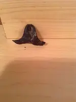 ImageUploadedByTreasureNet.com1468208272.632461.webp