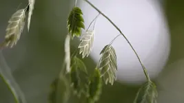 100 mm vegetation.webp