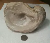 Clam1.webp
