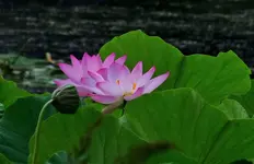 K1600_DSCN5070.webp