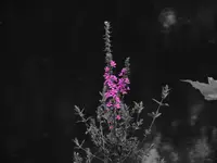 K1024_FSCN3369.webp