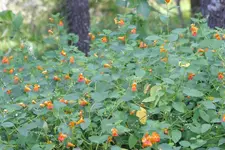 jewelweed1.webp