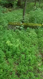 13600199_1226002484110942_9222798155056515353_n.webp