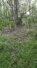 13620362_1226002454110945_5881805683514800088_n.webp