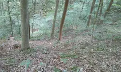Downhill.webp