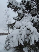 Heavy snow on Spruce limb.jpg