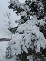 Heavy snow on Spruce limb.webp