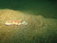 Nudibranch+on+dive+cruise+trip+in+Myanmar.webp