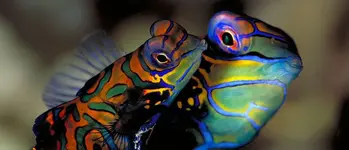 Pelagian-dive--yacht-itinerary.webp