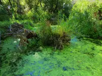 coal creek 082016 1.webp