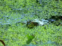 coal creek 082016 2.webp