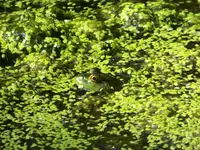 coal creek 082016 3.webp