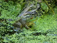 coal creek 082016 4.webp