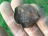 Button - not sure - another view.webp