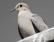 dove closeup alt.webp