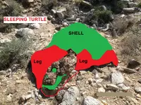 SLEEPING TURTLE.webp