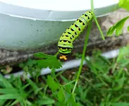 DSCN4395.webp