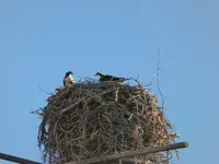 Ospreys 081208 1.webp