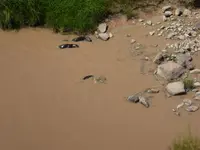 otter c.webp