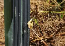 dragonfly 4.webp